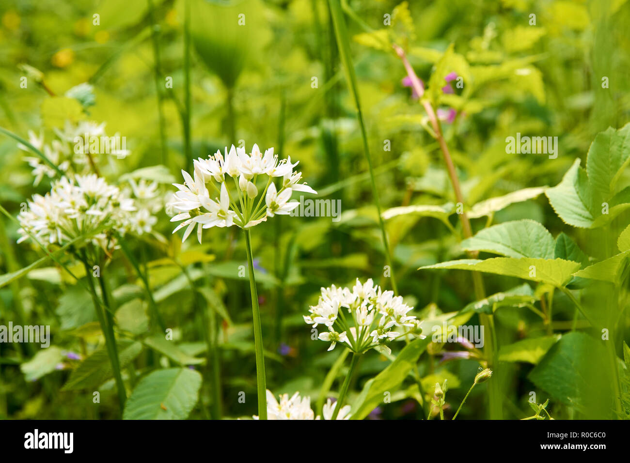 Vue détaillée des fleurs blanches de l'ail des feuilles sur le pré vert avec la lumière du soleil Banque D'Images