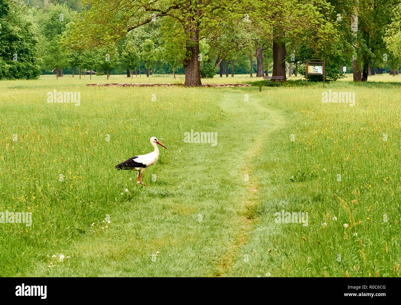 Une photo de cigogne marche sur une prairie avec pelouse et un chemin avec l'arrière-plan des parcs et forêts Banque D'Images