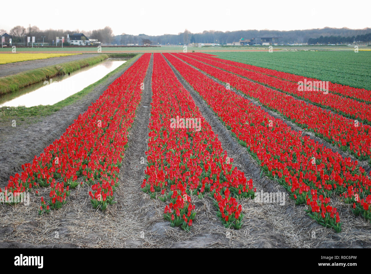 Tulipes rouges avec bordure jaune poussant dans un champ au coucher du soleil au début du printemps. L'agriculture des Pays-Bas. Banque D'Images