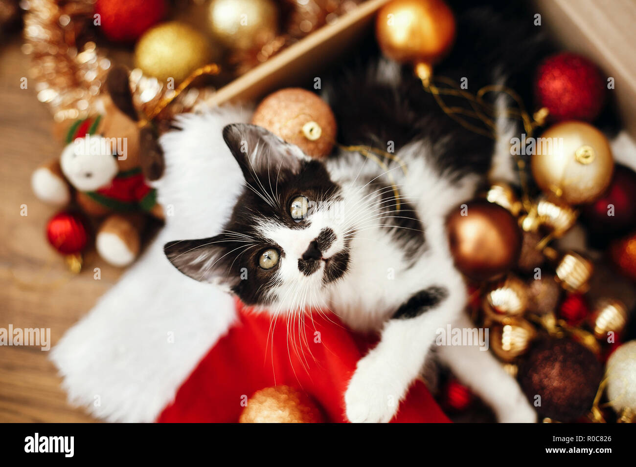 Chat De Noel Banque D Image Et Photos Alamy