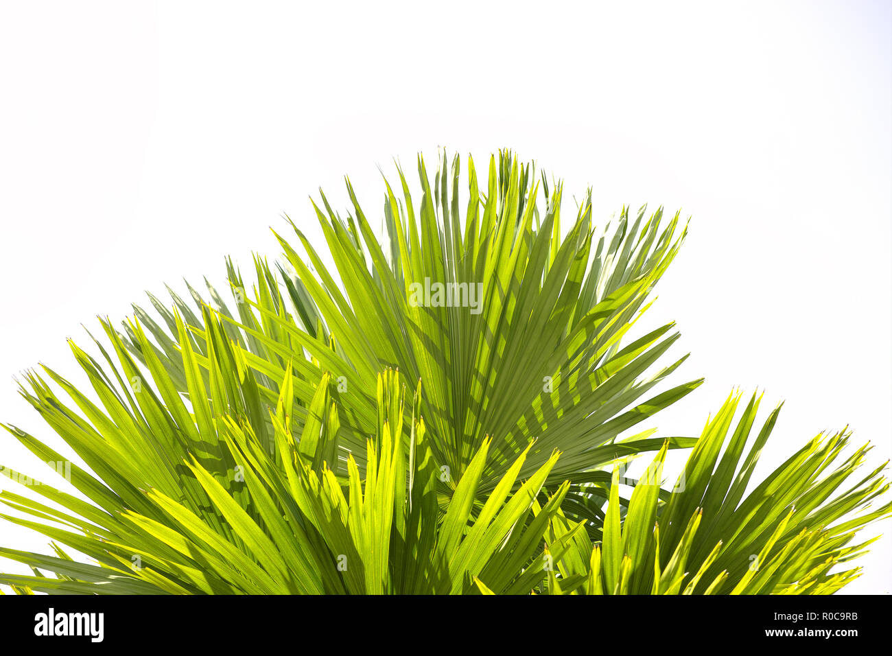 Feuille de palmier vert et des branches d'arbre sur l'aide de blancs sous comme arrière-plan et wallpaper Banque D'Images