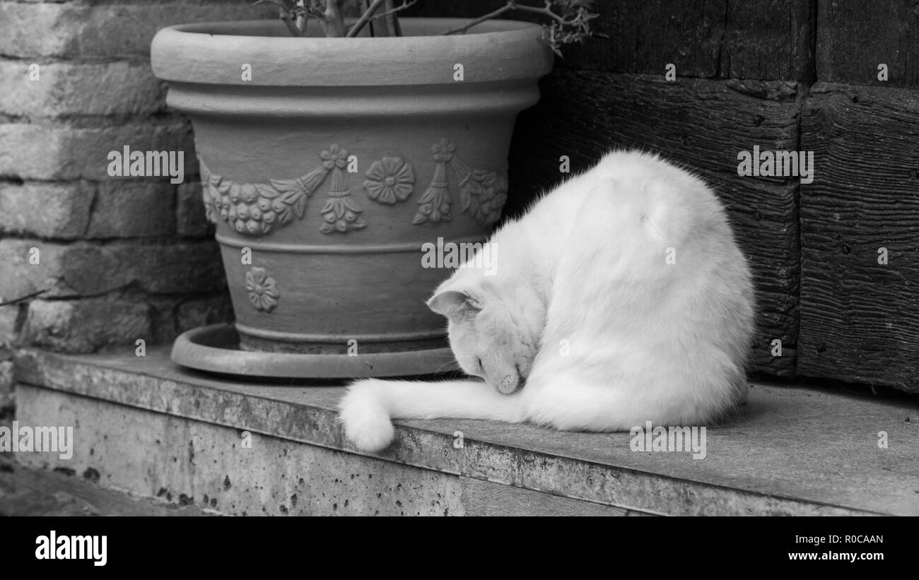Ferme de beauté chat dans une cour Banque D'Images