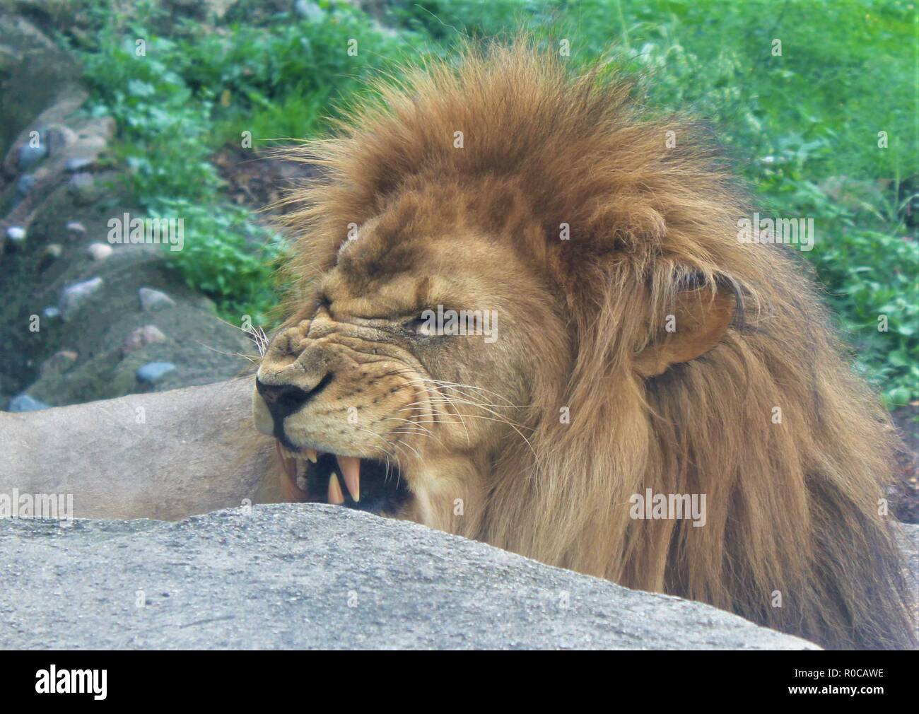 Le bâillement lion mâle au Lincoln Park Zoo Banque D'Images
