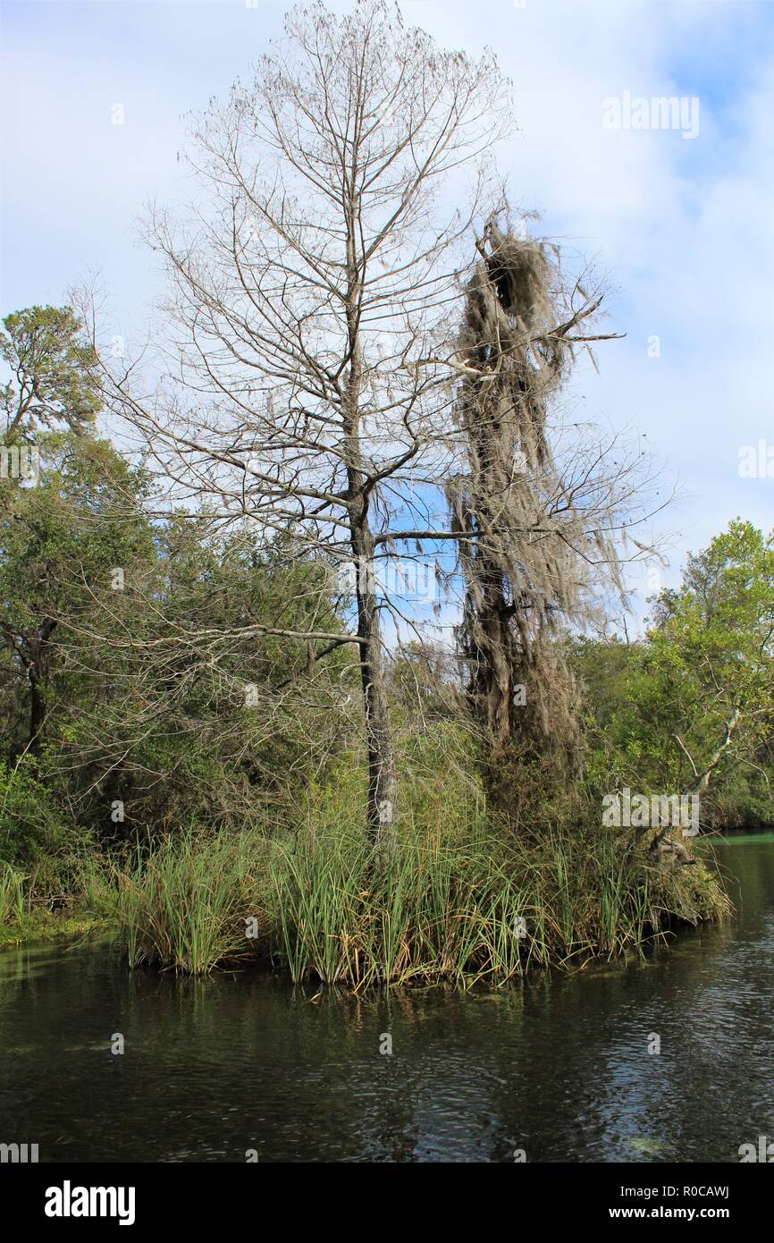 Bel arbre sur une rive du fleuve à Weeki Wachee Banque D'Images