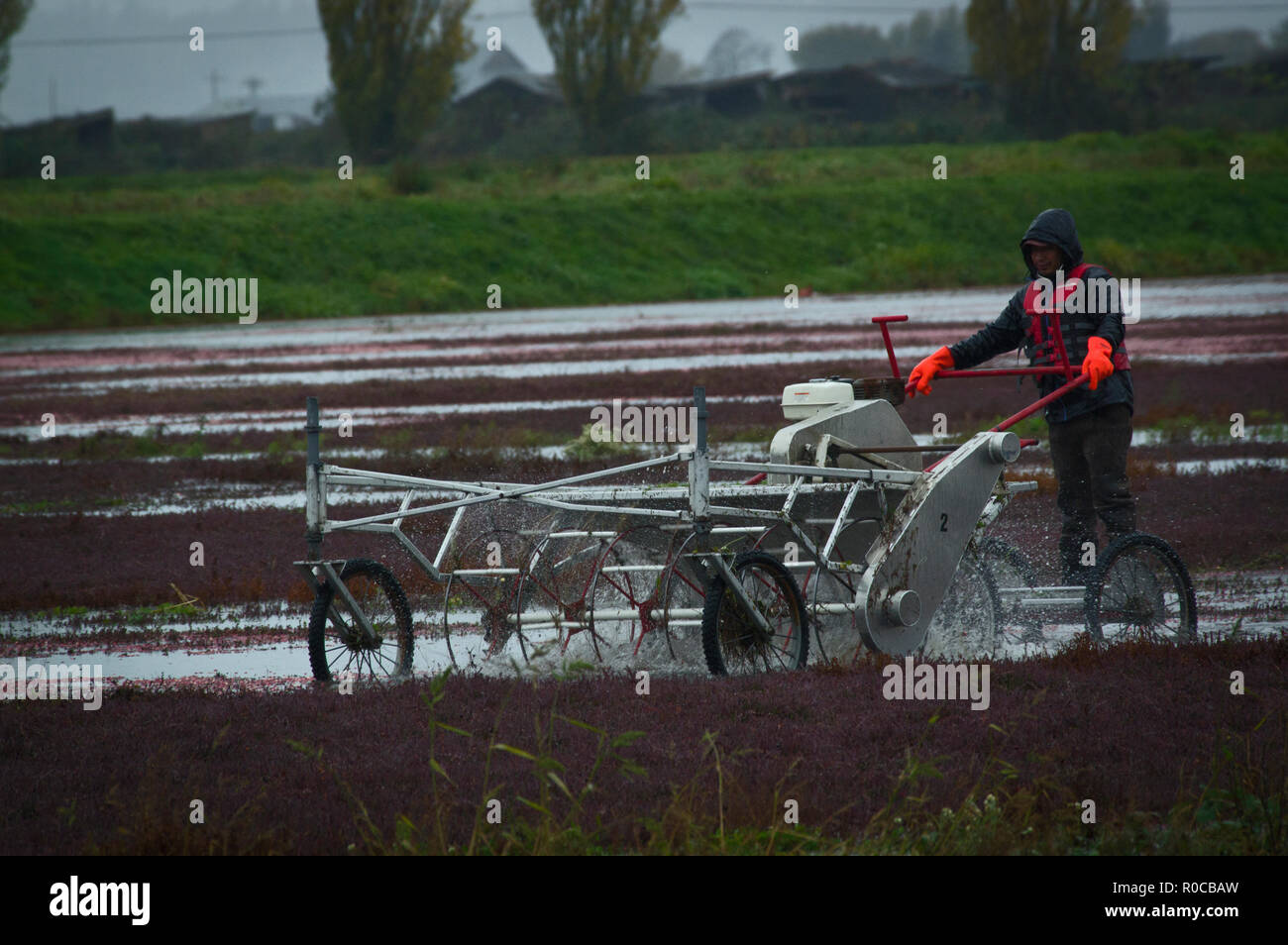 La récolte de la canneberge Banque D'Images