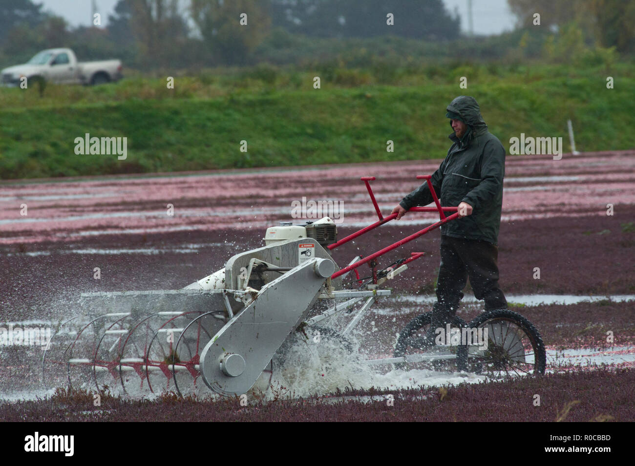 La récolte de la canneberge Banque D'Images