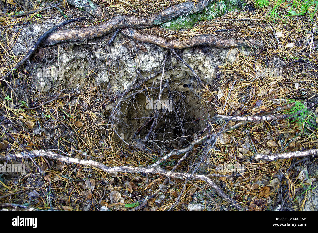 Fermer - jusqu'à l'entrée du trou du blaireau. La taïga sibérienne, les conditions naturelles Banque D'Images