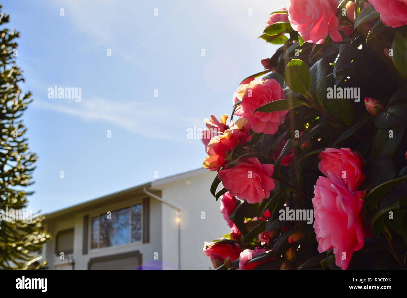 Rosa 'Summer Lady'- rose fleur rose coloful avec un espace pour la gauche à l'aide Banque D'Images