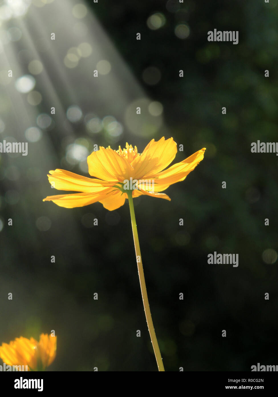 Portrait de la famille des marguerites jaunes en fleurs printemps dans jardin avec faisceau de lumière Banque D'Images