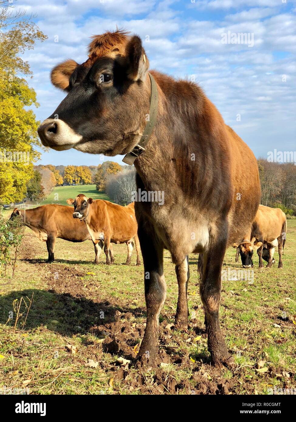 Jersey et troupeau de vaches dans les pâturages organiques à l'automne en Nouvelle Angleterre avec feuillage d'automne et ciel bleu Banque D'Images