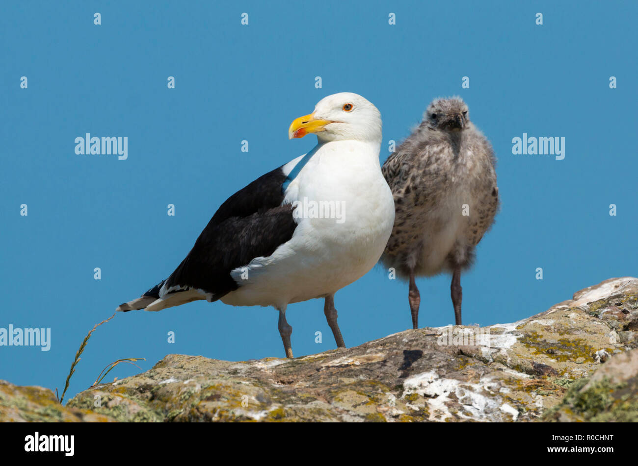 Grand black gull Larus marinus Skomer Island West Pembrokeshire Wales UK Banque D'Images