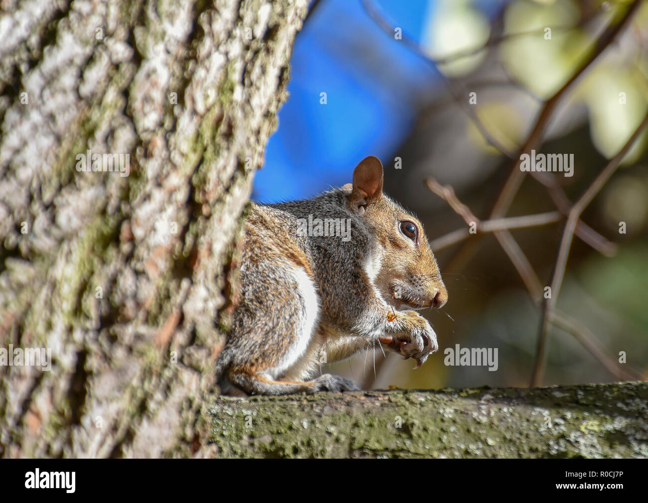 Close up d'un écureuil gris assis sur une branche l'alimentation Banque D'Images