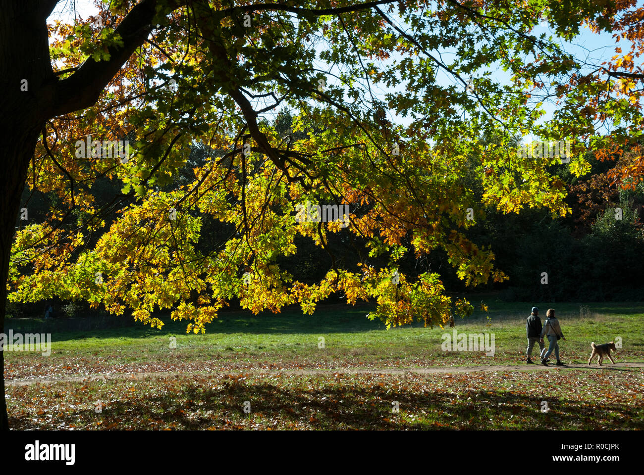 Couleurs d'automne sur Hampstead Heath avec le soleil qui brille sur les feuilles de chêne d'or au premier plan et un couple en train de marcher leur chien. Banque D'Images