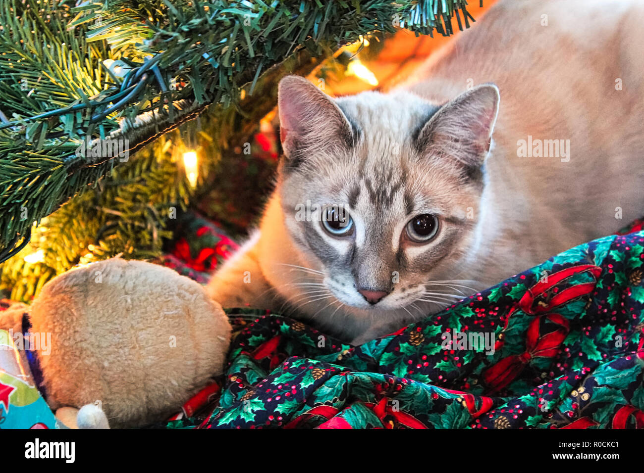 Un chat se cache dans un arbre de Noël avec son jouet Banque D'Images