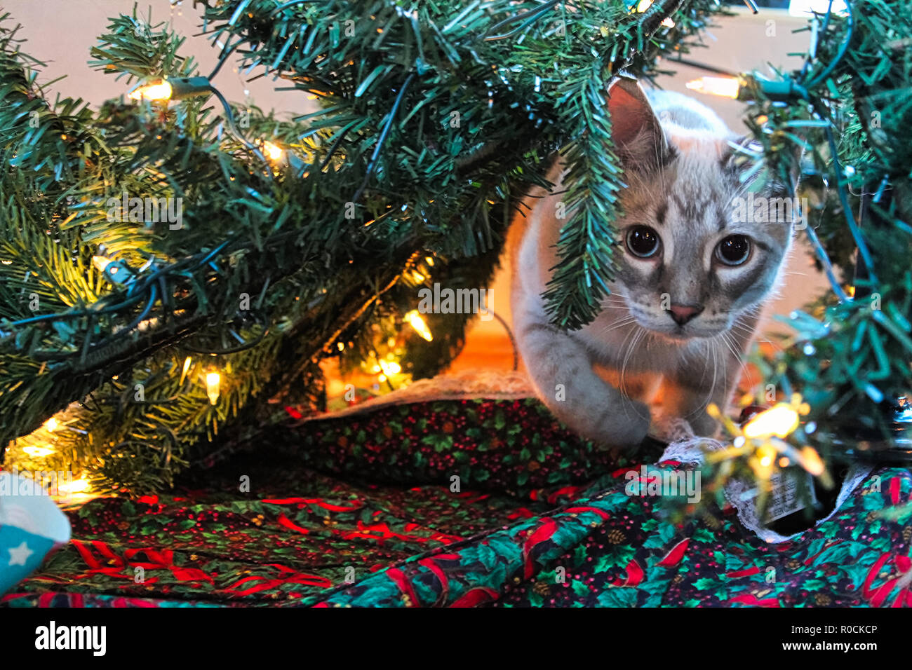 Un chat jouant à travers les tiges d'un arbre de Noël Banque D'Images
