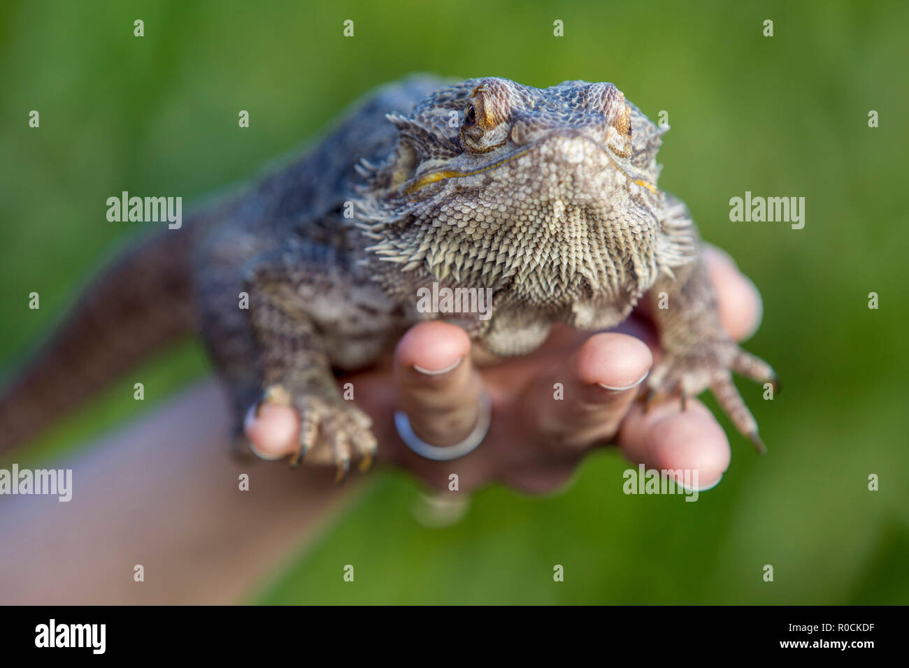 Dragon barbu dans les mains de propriétaires Banque D'Images