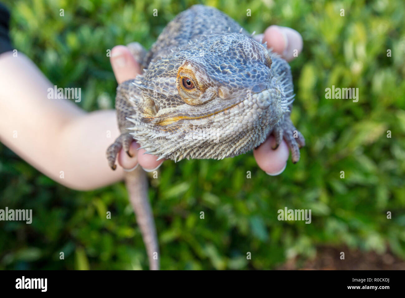 Dragon barbu dans les mains de propriétaires Banque D'Images