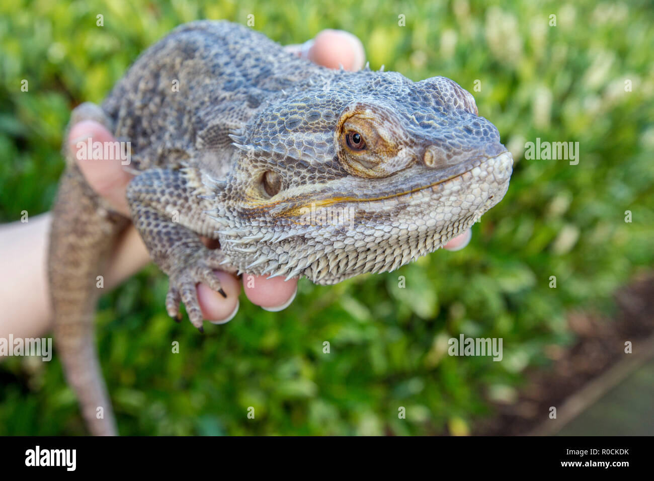 Dragon barbu dans les mains de propriétaires Banque D'Images