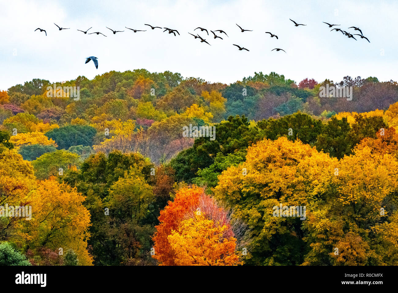 New York, USA, 1 novembre 2018. Un seul pigeon (L) est vu ci-dessous une cale de des oies survolant New York's Van Cortlantd Park, avec l'automne fo Banque D'Images