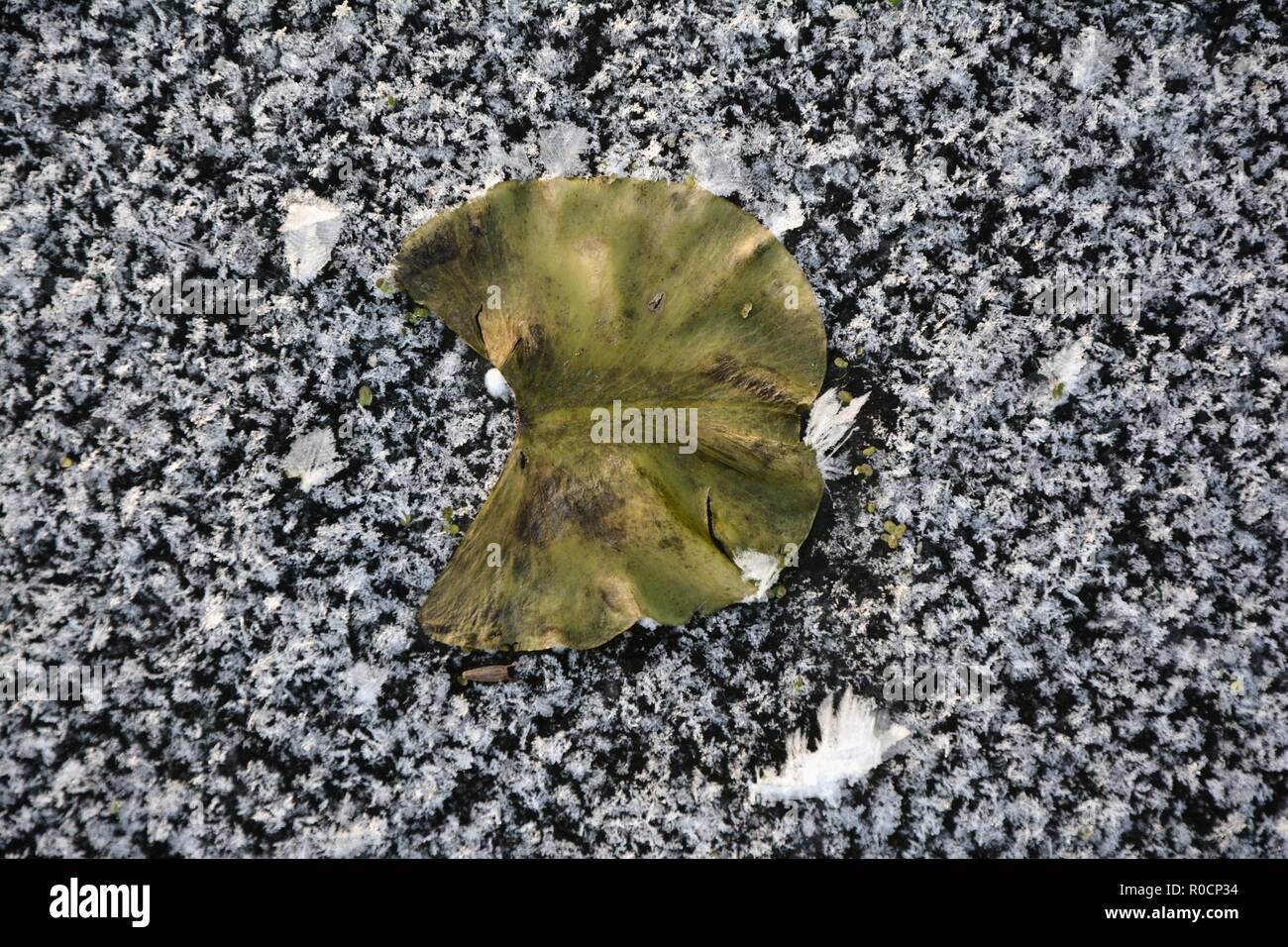 L'eau congelée lily leaf sur la glace la surface d'un lac Banque D'Images