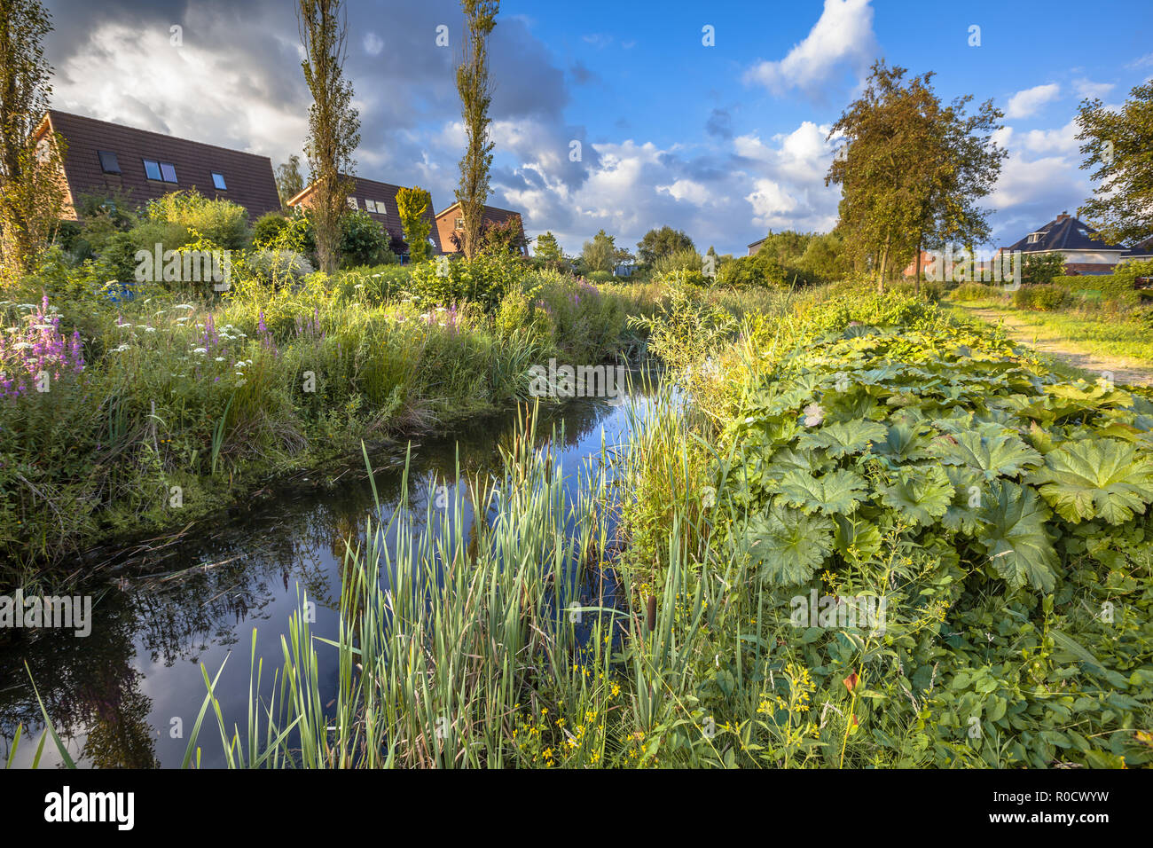 Décharge de pluie excessive du canal de drainage avec la végétation naturelle sur les banques agissant comme une connexion écologique dans la zone urbaine de Soest, Pays-Bas Banque D'Images