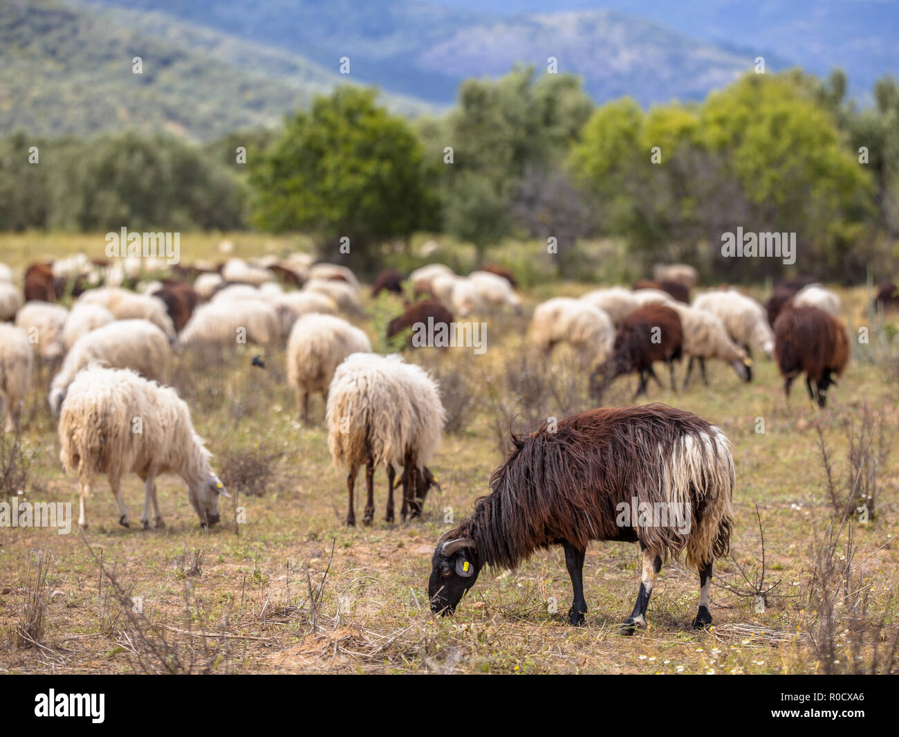 Mouton à poil long Banque de photographies et d'images à haute résolution -  Alamy