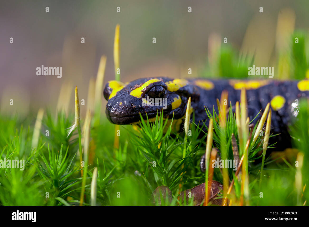 Les salamandres de feu (Salamandre Salamandre) vit dans les forêts de feuillus d'Europe centrale et sont plus fréquentes dans les zones humides. Banque D'Images