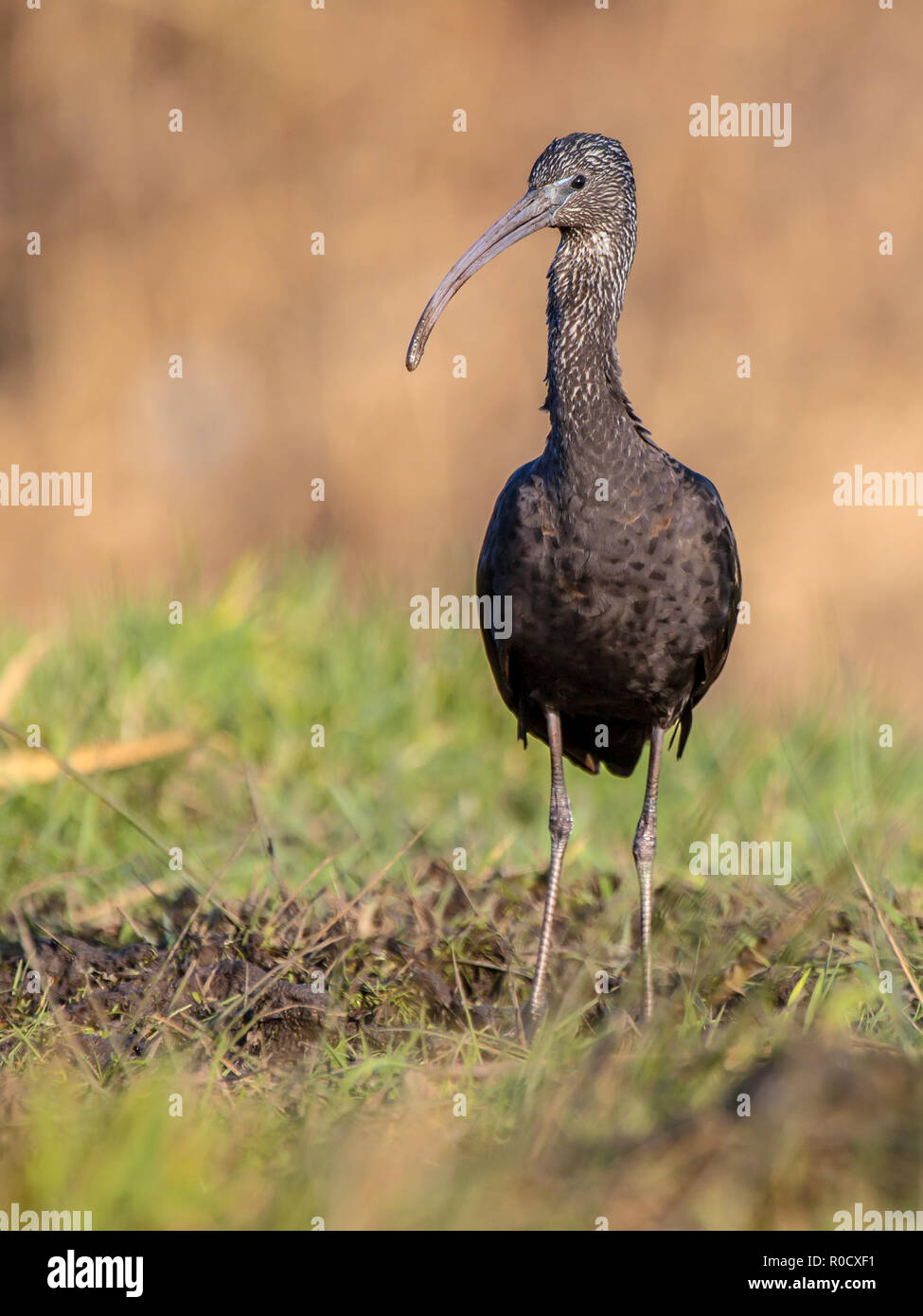 Regardant l'Ibis dans la réserve naturelle des marais herbeux. C'est la plus répandue des espèces d'ibis, de reproduction dans la région de sites dispersés dans les régions chaudes de l'Europe, Banque D'Images