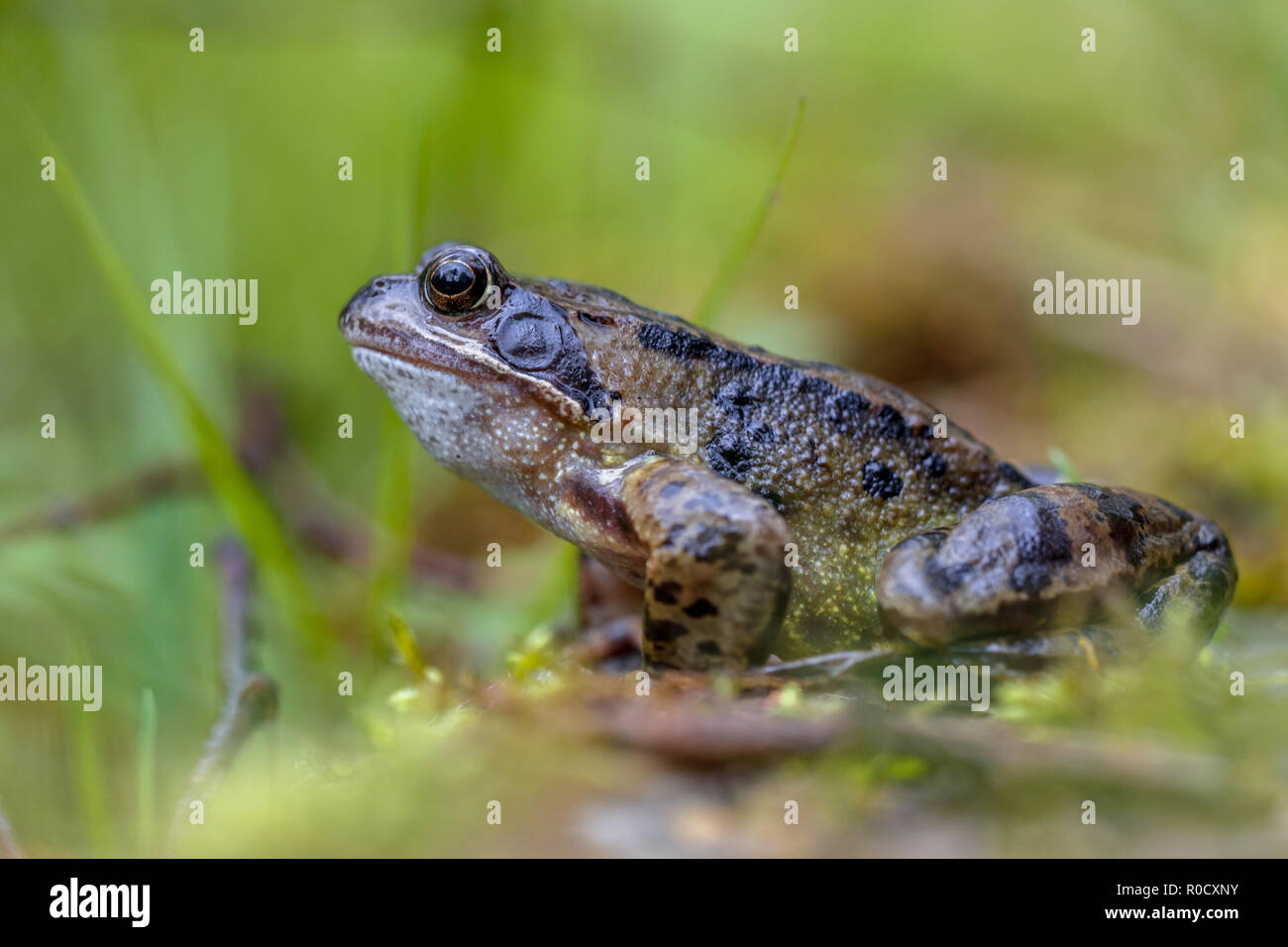 Mâles de la grenouille rousse (Rana temporaria) sur le bord de l'eau d'un étang d'amphibiens Banque D'Images