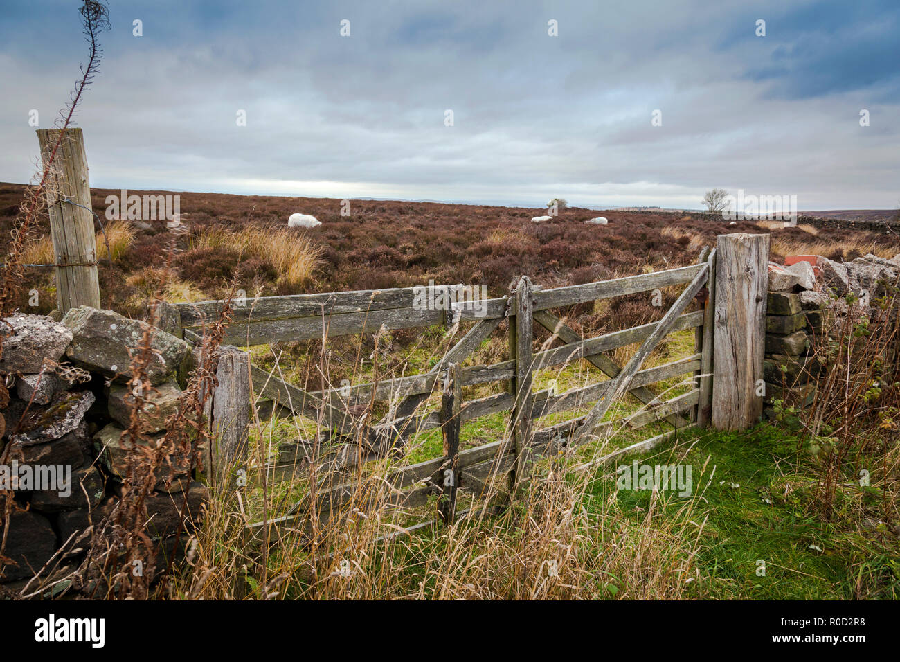 Beeley Moor, Derbyshire, Royaume-Uni 3 novembre 2018. Un jour d'automne nuageux dans le magnifique paysage de Peak District sombre sur Beeley Moor, Derbyshire. Credit : Mark Richardson/Alamy Live News Banque D'Images
