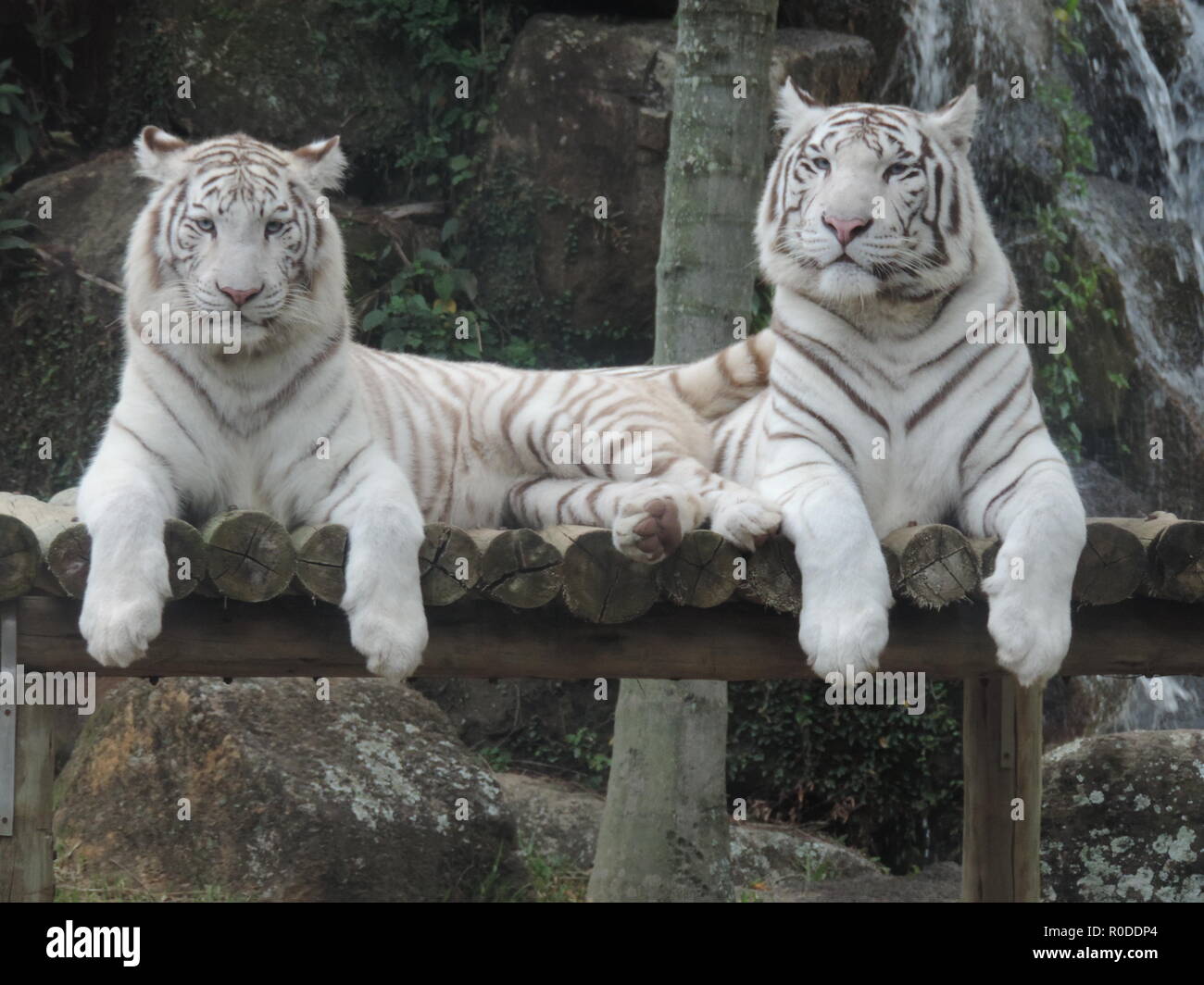 Couple de tigres blancs Banque D'Images