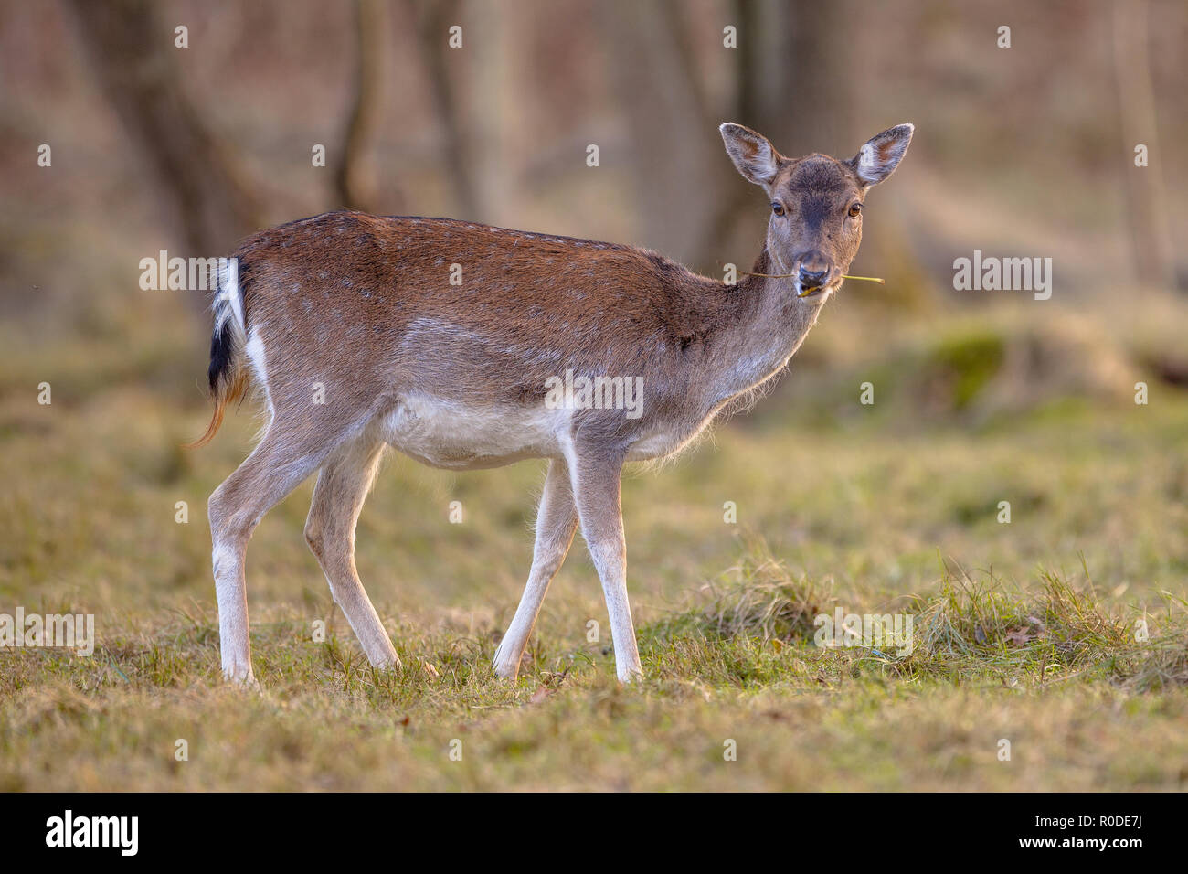 Vue de côté femme daim (Dama dama) mange de l'herbe dans une forêt aux couleurs d'automne Banque D'Images