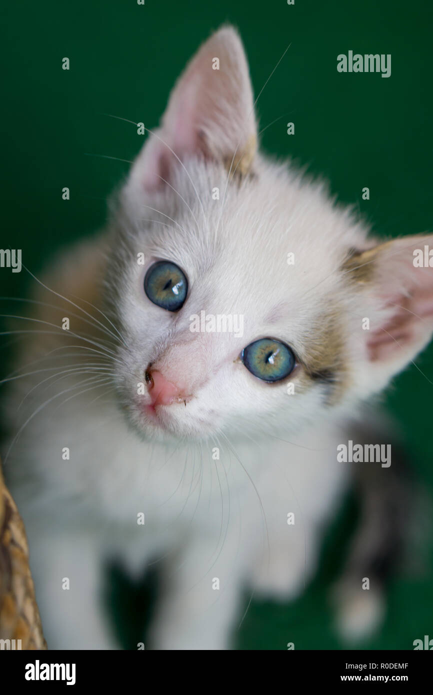 Petit Chat Blanc Aux Yeux Bleus Assis Sur Le Tapis Vert Photo Stock Alamy