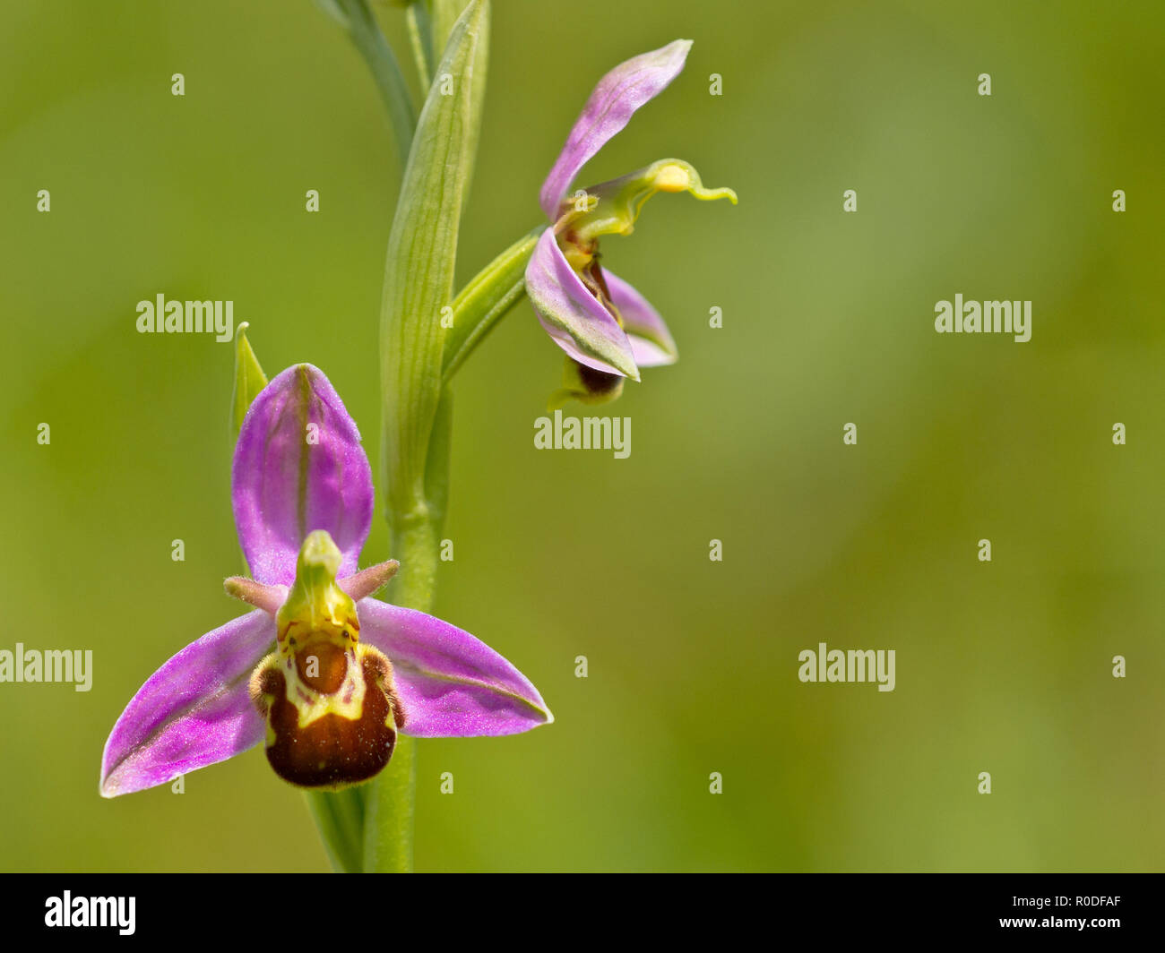 L'orchidée abeille fleur double contre fond vert Banque D'Images