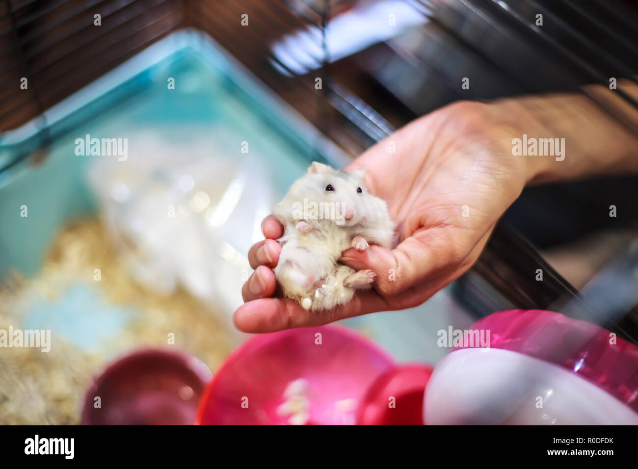 Mignon Bebe Femelle Tricolore Blanc Hiver Exotiques Hamster Nain Confortablement Allonge Dans Palm Proprietaire Main Dans La Cage Hamster Blanc D Hiver Egalement Connu Sous Le Nom De Wifi Photo Stock Alamy
