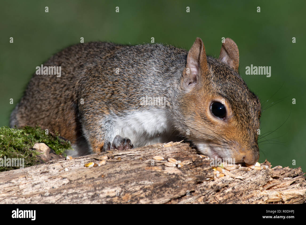 Un portrait d'un écureuil gris située le long d'un log qui se nourrissent de graines pour les oiseaux gauche Banque D'Images