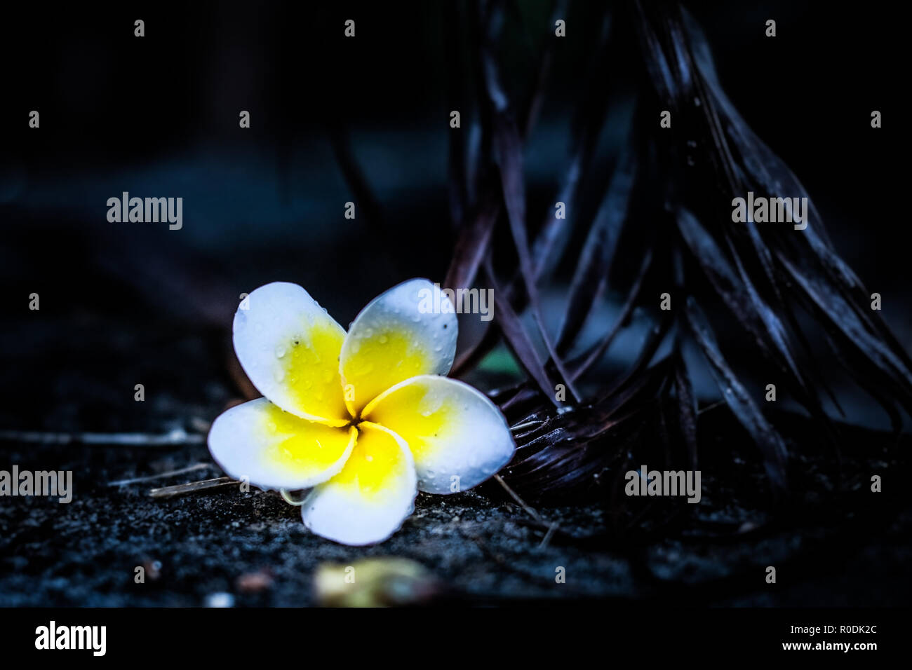 Fleur de frangipanier blanc et jaune foncé brillant entourant Banque D'Images