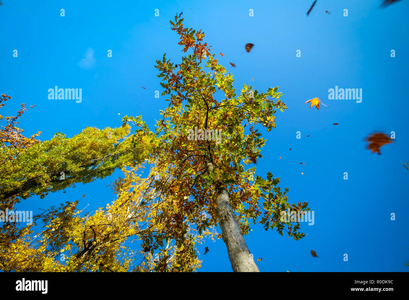 Les arbres avec les feuilles qui tombent en automne avec ciel bleu clair à l'arrière-plan Banque D'Images