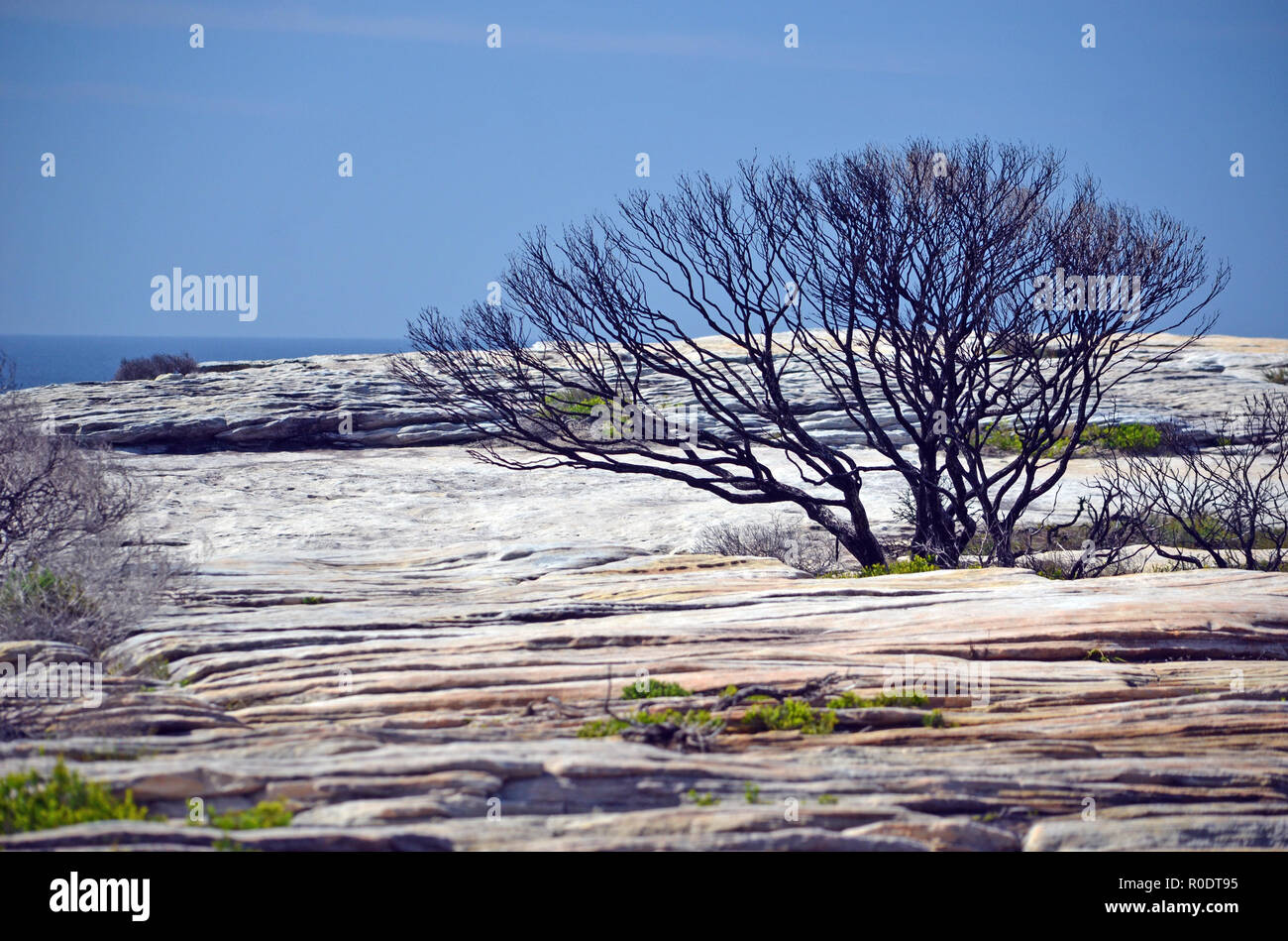 Brûlé et grès d'arbres noircis sur plateau à Cape Solander après un incendie dans la région de Kamay Botany Bay National Park, Sydney, NSW, Australie. Banque D'Images