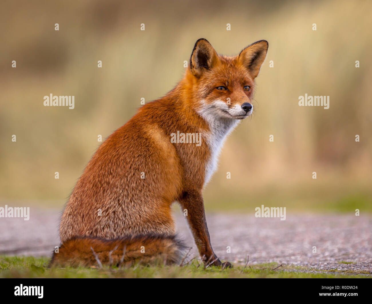 Une résolution complète de l'image d'une séance, le renard roux (Vulpes vulpes) attend que quelque chose se passe. Le bel animal sauvage du désert. Déchiquetez looki Banque D'Images Une résolution complète de l'image d'une séance, le renard roux (Vulpes vulpes) attend que quelque chose se passe. Le bel animal sauvage du désert. Déchiquetez looki Banque D'Images