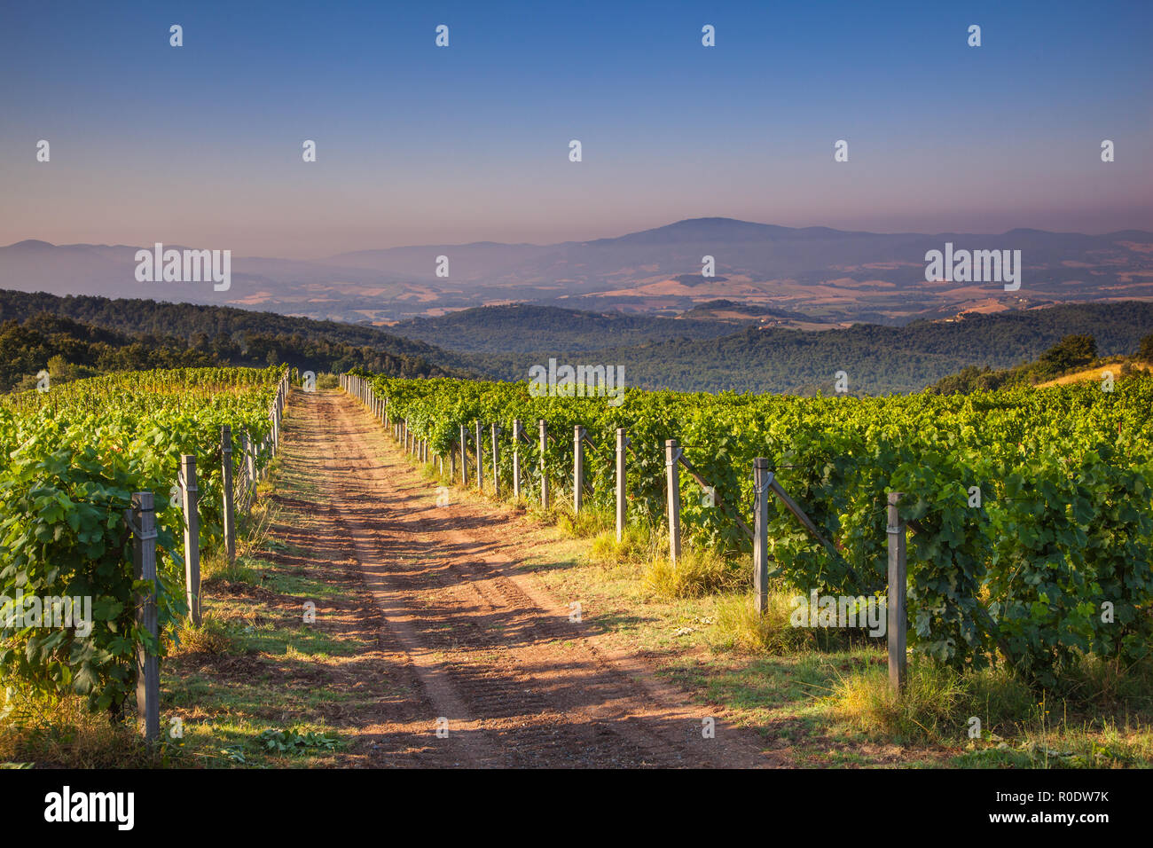 Vignoble du Chianti dans les collines toscanes sur un matin d'été Banque D'Images