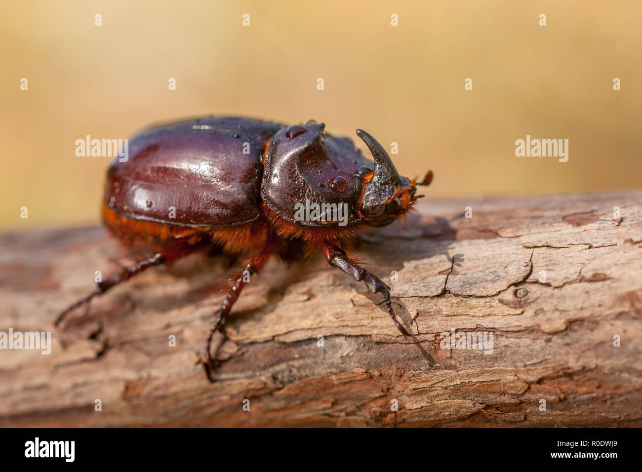 European du scarabée rhinocéros (Oryctes nasicornis) dans l'habitat naturel Banque D'Images