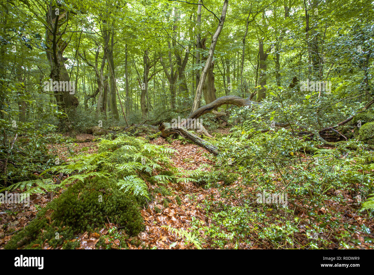 Natif de la forêt primaire d'Europe en Allemagne, Hasbruch Banque D'Images