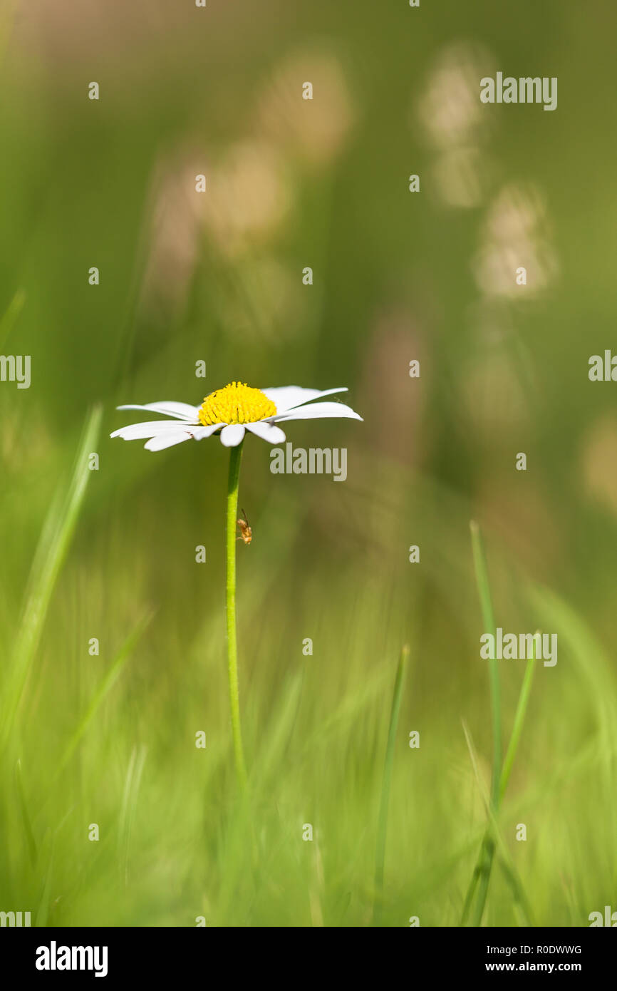 Oxeye Daisy est une plante originaire d'Europe et les régions tempérées de l'Asie Banque D'Images