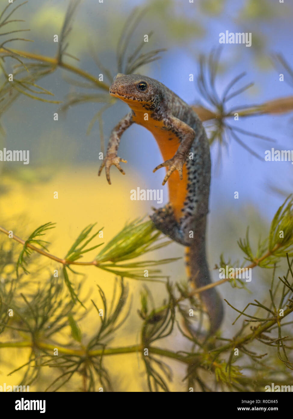Reproduction de triton alpestre femelle, Ichthyosaura alpestris, anciennement Triturus alpestris et Mesotriton alpestris dans un habitat naturel définition Banque D'Images