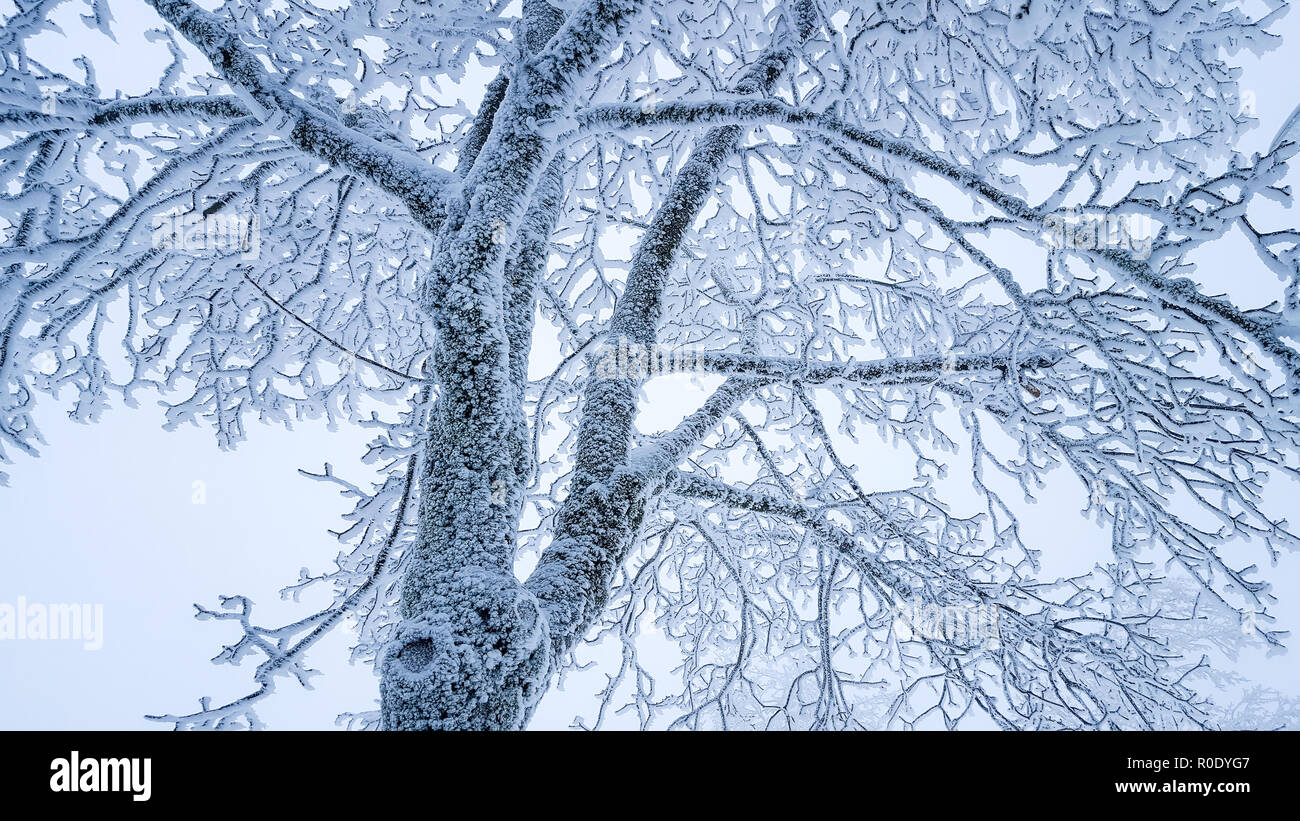 Scène d'hiver : les branches d'arbres couverts de neige sur une journée froide. Banque D'Images