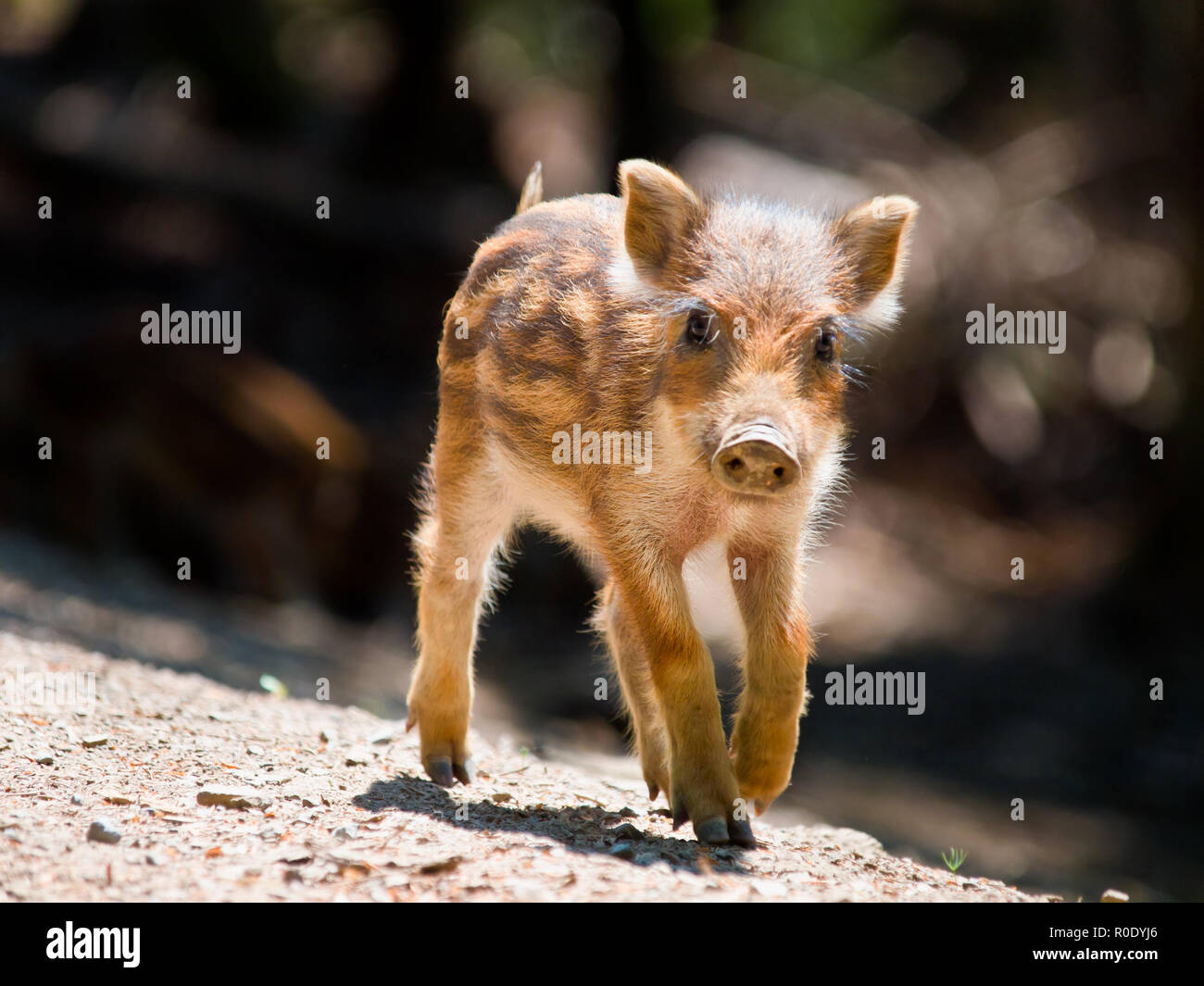 Les jeunes Le sanglier (Sus scrofa) marche dans le soleil Banque D'Images