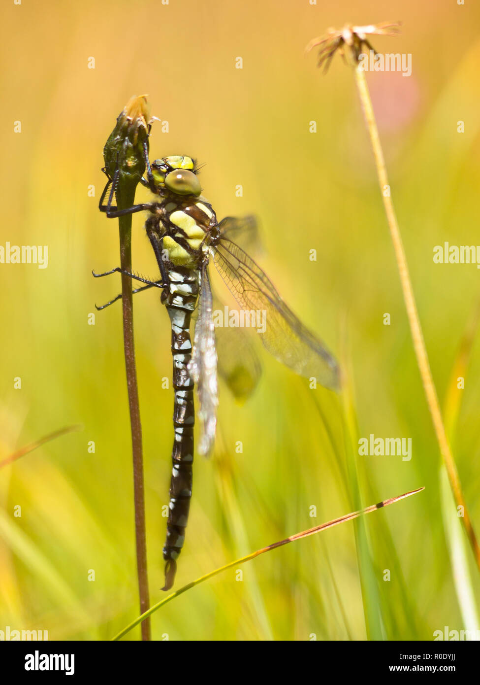 Le Sud de l'homme, Hawker Aeshna cyanea, libellule vient de sortir de la Nymphe-cuticule et ses ailes de séchage Banque D'Images