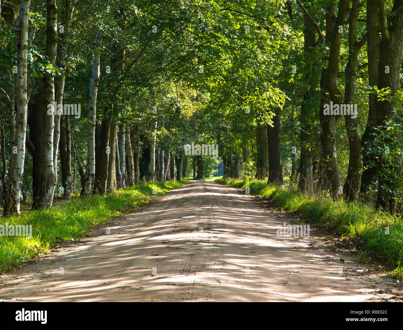 Piste de sable dans la forêt européenne Banque D'Images