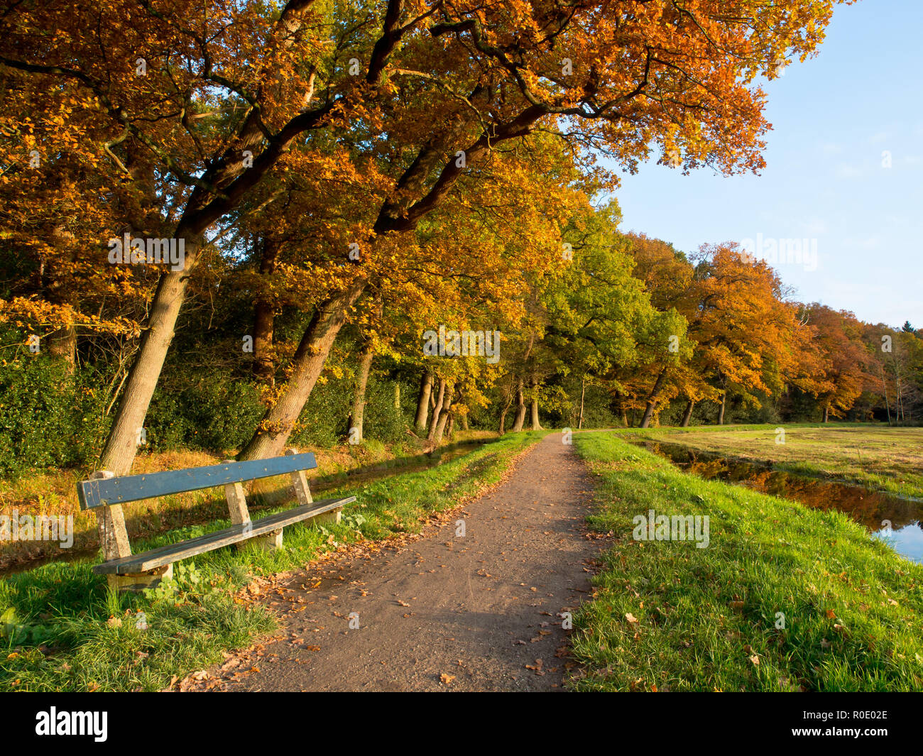 Un banc invitant dans un parc d'automne Banque D'Images